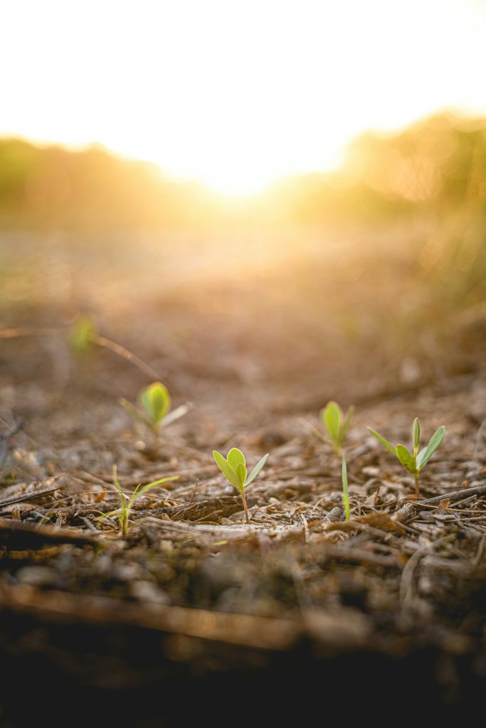 Seedling