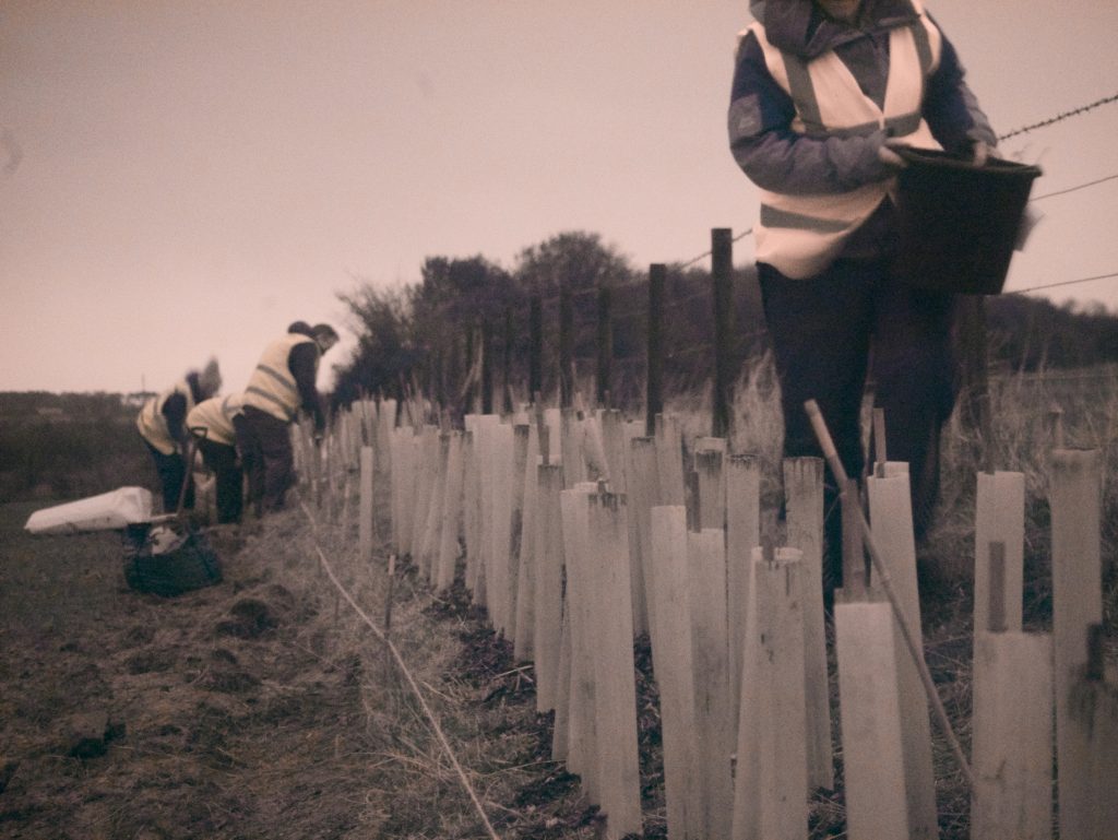 Hedge Restoration on the John Muir Way East Lothian Climate Hub.