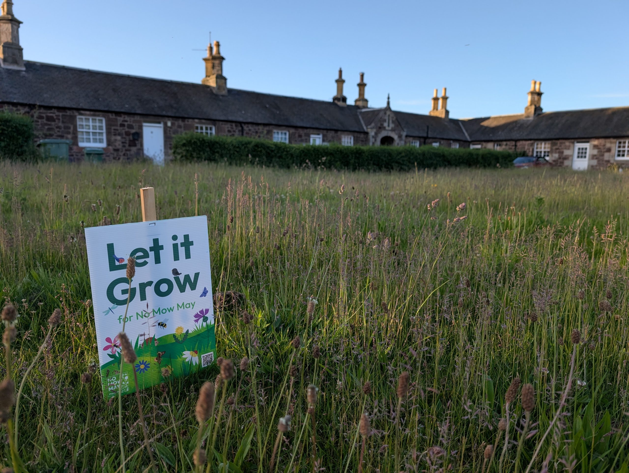 Conservation via competition: East Linton's Now Mow May Gardens. Photo / Sarah Shuttleworth, Plantlife.org.uk
