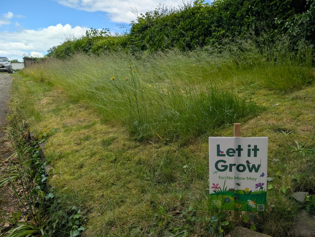 Conservation via competition: East Linton's Now Mow May Gardens. Photo / Sarah Shuttleworth, Plantlife.org.uk