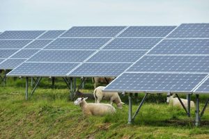 Sheep among solar panels. Antalexion, CC