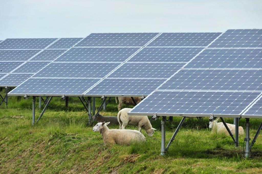 Sheep among solar panels. Antalexion, CC